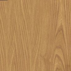 Japanese elm