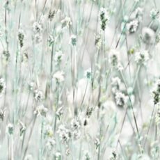 Sommerset
