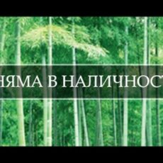 Bamboo