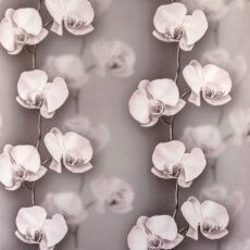 Calla 2038-3